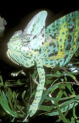 Chameleon jemenský